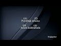 Punshigi Ashana Suren Guitar Chords And Lyrics