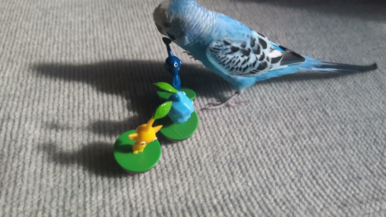 るりちゃんおしゃべり１