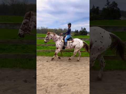 , title : 'This Appaloosa has the BEST Canter! 🤩🐎'