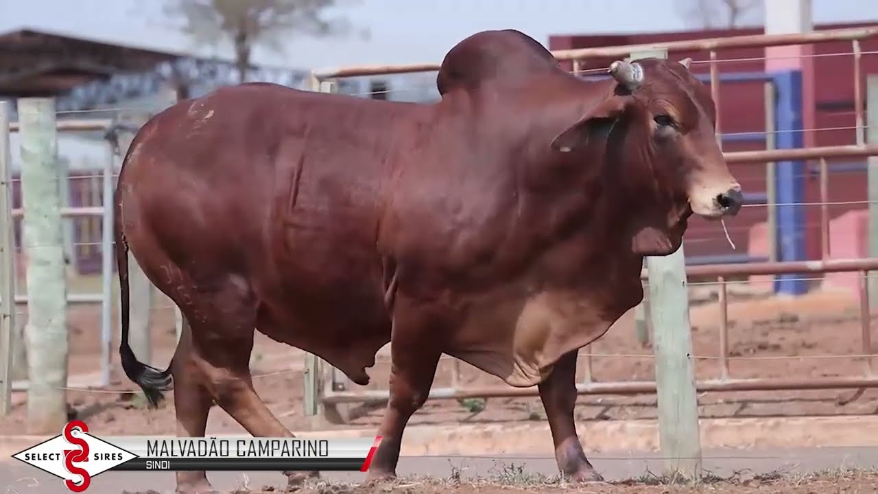 Vídeo MALVADÃO CAMPARINO