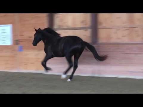 Rolando  2014 - Black Andalusian Gelding for Sale