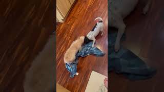 Video preview image #1 Poodle (Miniature)-Unknown Mix Puppy For Sale in Arcadia, FL, USA