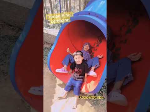 Taman Bermain Pohon Pinus