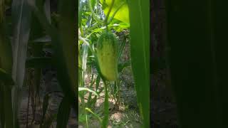 Little Farming blogs, in@Tour of knowledge