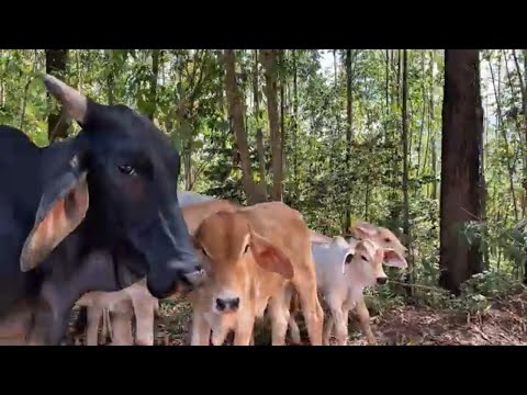 LAGOA DOURADA MG MATATU paisagens