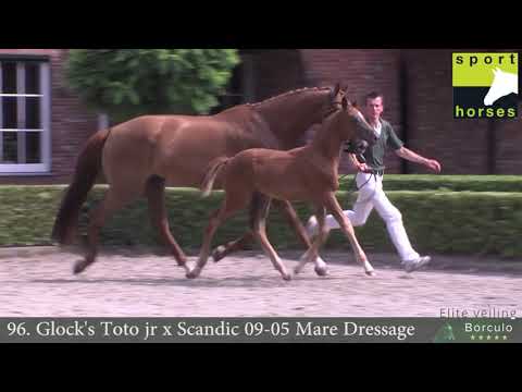 KWPN | Glock's Toto jr. | Scandic