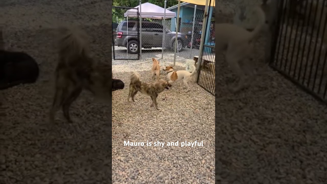 Enlarge Mauro, a ADOPTABLE mixed breed in washington, CT video 2/6