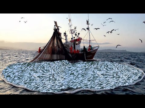 Amazing Commercial Trawl Net Fishing Herring On The Big Boat - Catch Hundreds Tons Fish At Sea!!