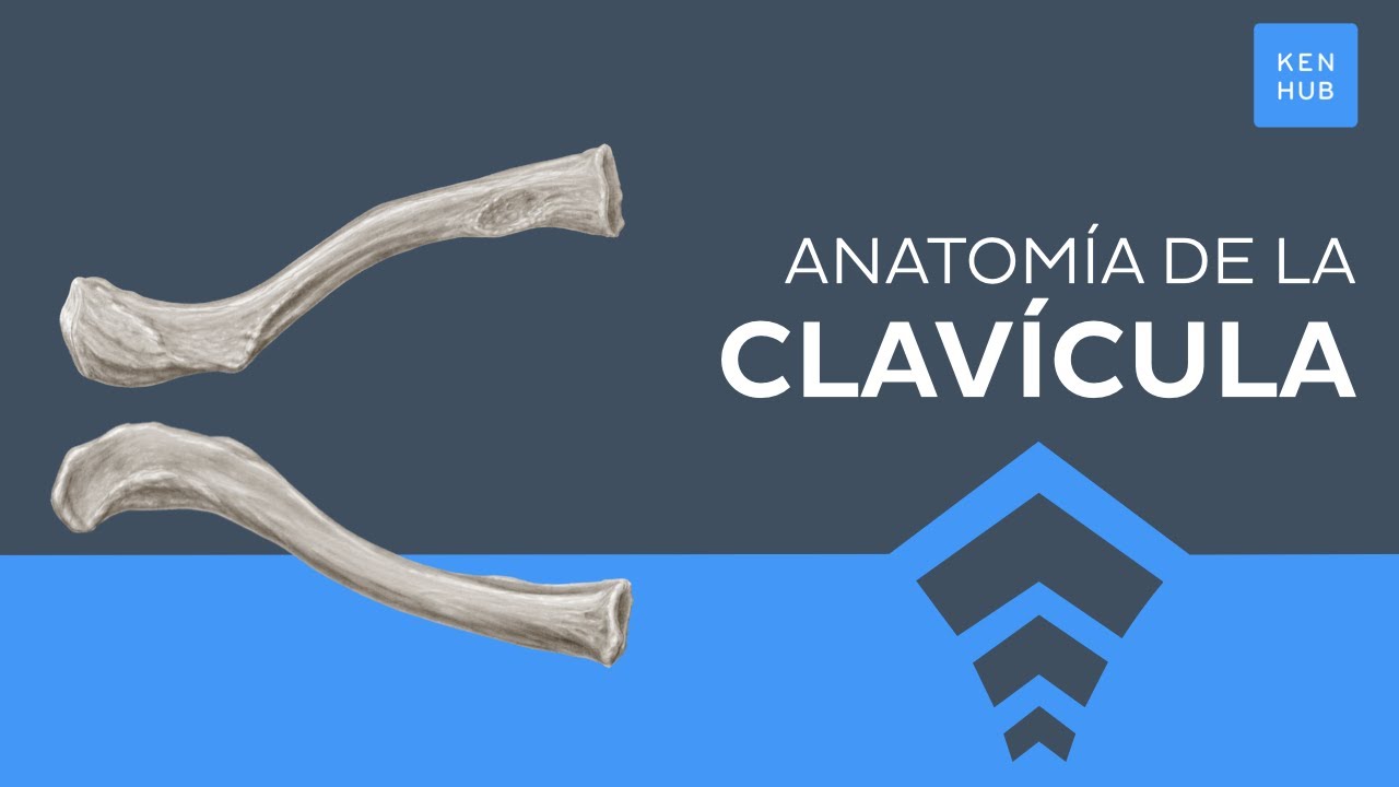 Clavícula: Ubicación, reparos óseos, articulaciones - Anatomía Humana | Kenhub