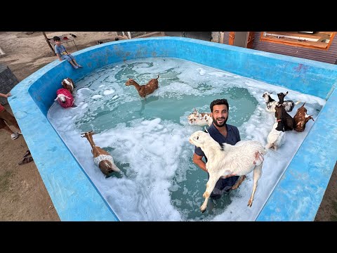 Aj Sb Goats ko Jhaag Waly Pool Main Bath Krai😍