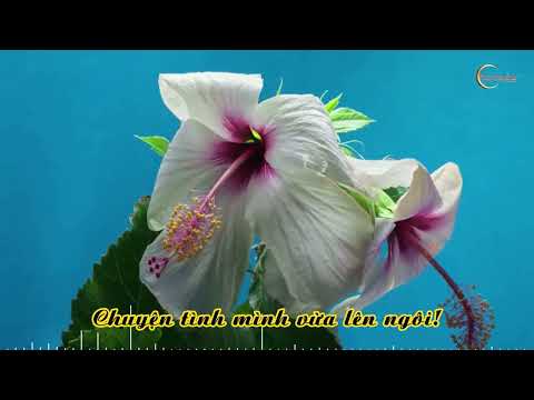 Ai nhớ ai thương - Thanh Lan