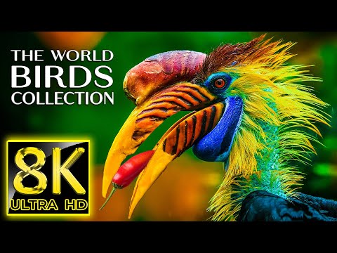 The World of Birds Collection in 8K TV 60fps ULTRA HD | 8K Nature Sound with Relaxing Music