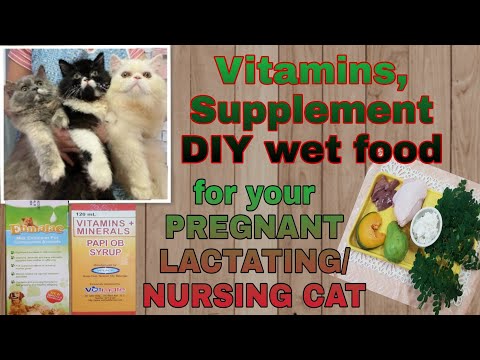Pregnant and lactating cat: What vitamins, supplement and food good for them?