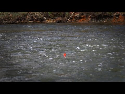Spring Steelhead Bobber Downs - Late March 2021