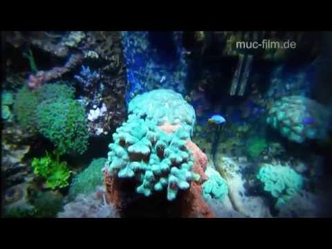 Meerwasser Aquarium 500l - Reef Tank - HD
