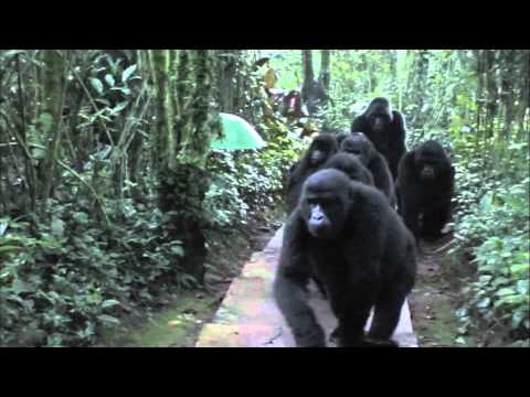 Touched by A Gorilla - Amazing!