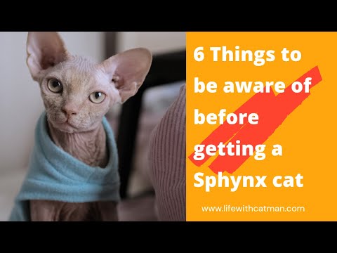 6 Things to be aware of before getting a Sphynx cat