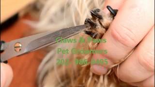 preview picture of video 'Claws&Paws Washington DC Healthy Pet Food Care Pet Groomer Mr Larry's Pet Supply'