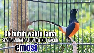 Download lagu murai batu GACOR FIGHTER ampuh buat melatih BONGKAR ISIAN, Pancingan burung murai biar cepat emosi mp3 Download lagu murai batu GACOR FIGHTER ampuh buat melatih BONGKAR ISIAN, Pancingan burung murai biar cepat emosi mp3