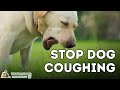 Dog Coughing: How To Quickly Stop It With 7 ...