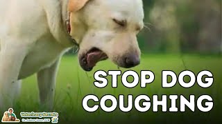 Dog Coughing: How To Quickly Stop It With 7 Natural Remedies