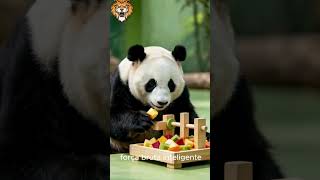 Pandas Vermelhos VS Pandas Gigantes