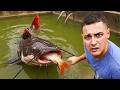 Saving My Fish From The Pond Monster