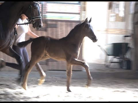 *2019 Hengst von Escamillo - Don Schufro