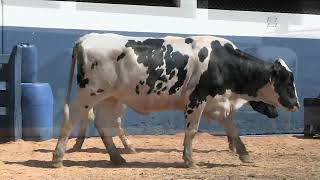 Vídeo 155 - 1ª ETAPA MEGA LIQUIDAÇÃO TOTAL AGROPECUÁRIA MARAJOARA - DIA 4 | GADO GIROLANDO E HOLANDÊS