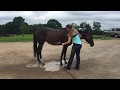 ADOPTED Bella Run Equine Maggie