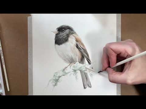 Week 1 of Painting Birds: Dark-Eyed Junco