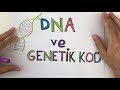 8. Sınıf  Fen ve Teknoloji Dersi  DNA ve Genetik Kod PDF için https://drive.google.com/drive/folders/1BwDv2DWHyYOeaDNZ5... Merhaba arkadaşlar, çok önemli bir ... konu anlatım videosunu izle
