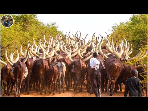 How Do Farmers Handle Millions of Longhorn Cattle and Parrot Infestations Across Continents?