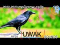 CROW SOUND CALLS HUNI NG UWAK Galitnauwak Huntsman