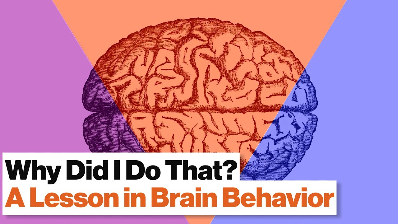3 Brain Systems That Control Your Behavior: Reptilian, Limbic, Neo Cortex | Robert Sapolsky