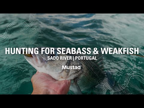 Hunting for Seabass and Weakfish