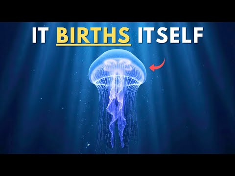 This Jellyfish Discovered the Secret to ETERNAL LIFE (Scientists Are Shocked!)