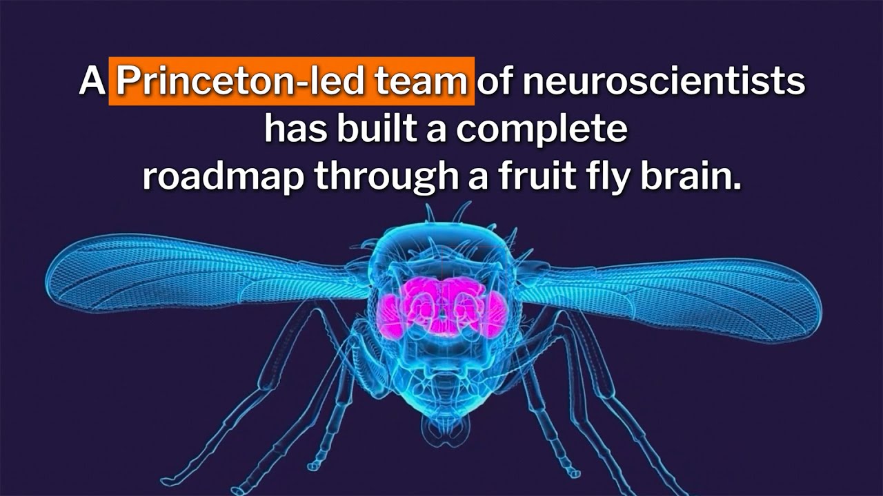An entire fruit fly brain has been mapped for the first time ever