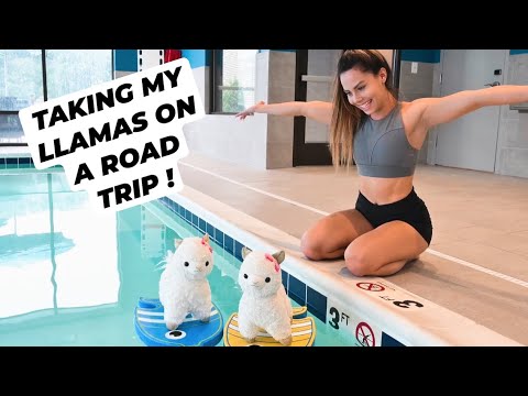 TAKING MY LLAMAS ON A SPONTANEOUS ROAD TRIP !! *interesting*