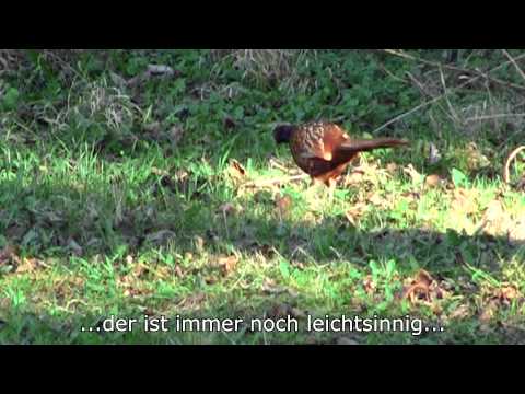 Unterwegs mit Nelly. Heute: Der Fasan