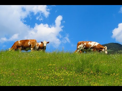 COMO SE DICE PRADO  EN INGLES