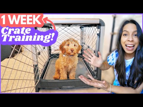 5 Crate Training Steps that ACTUALLY Work 🙌 This is...