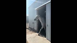 Video 1