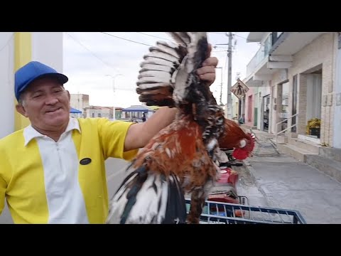 Dia 20/06 2026 feira das fogueira de Santana dos Garrotes veja esse galo