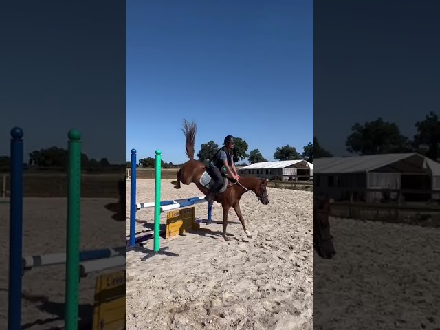 Ruin Welsh Pony (Section B) Te koop 2020 Vos