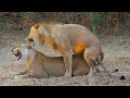 Lions Mating Like Crazy Close Up Footage