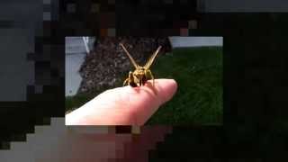 Cruce entre Mantis y Avispa