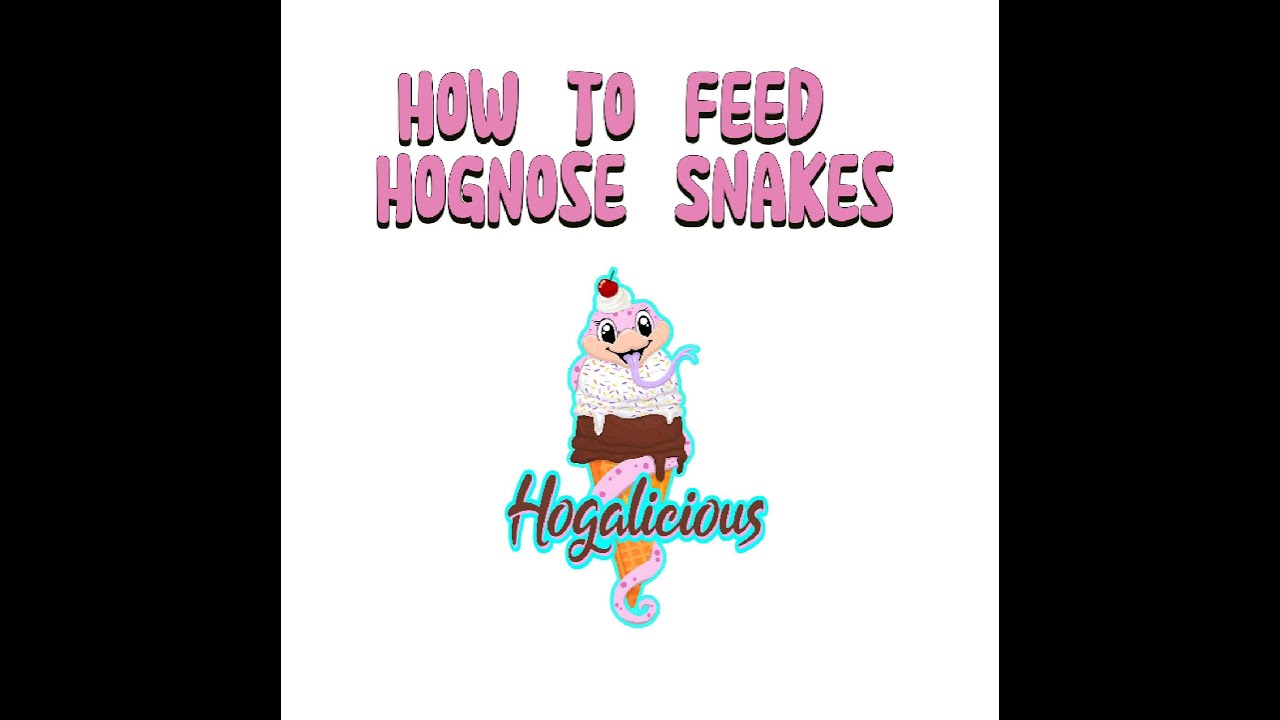 How to Feed Your Hognose Snake