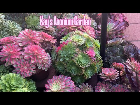 Kay's Aeonium Garden - March 2025