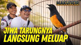 Download lagu BIRAHI STABIL Jadi SUJUD NEKEN & NEMBAK ‼️ Murai MAKUNCIR milik Ketua SKN mp3